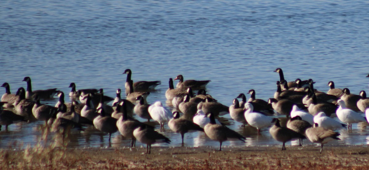 Greater White-fronted Goose - ML610975546
