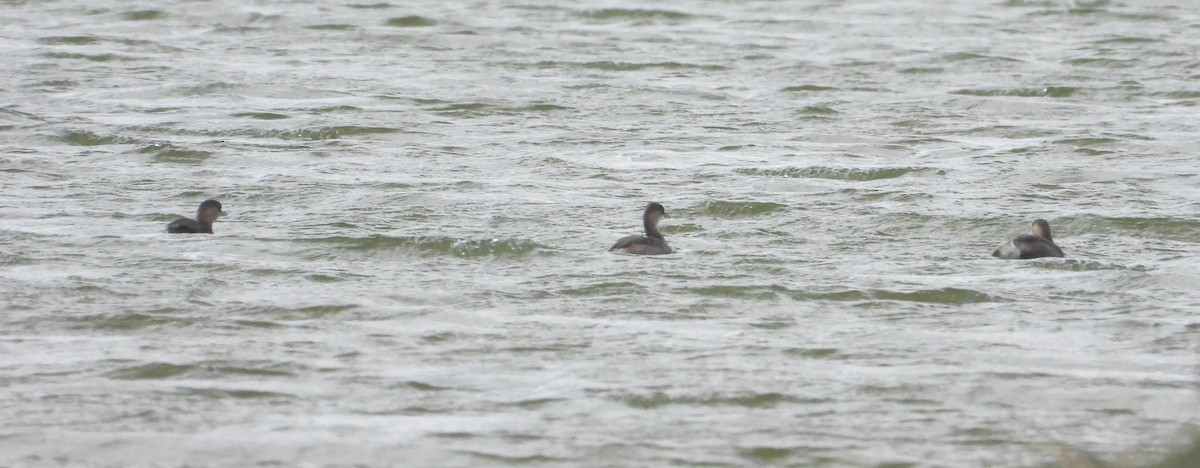 Little Grebe - Franqui Illanes