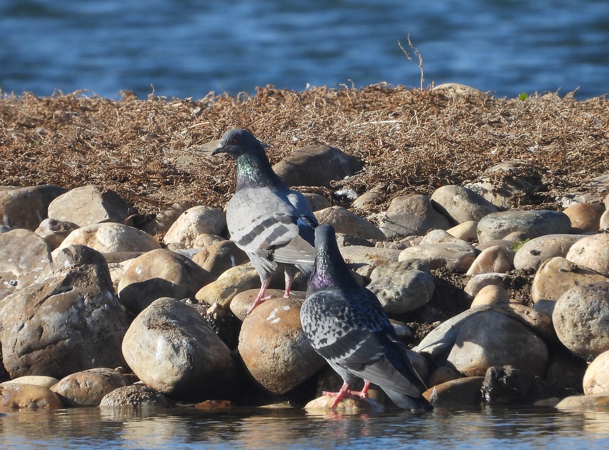 Rock Pigeon (Feral Pigeon) - ML610975560