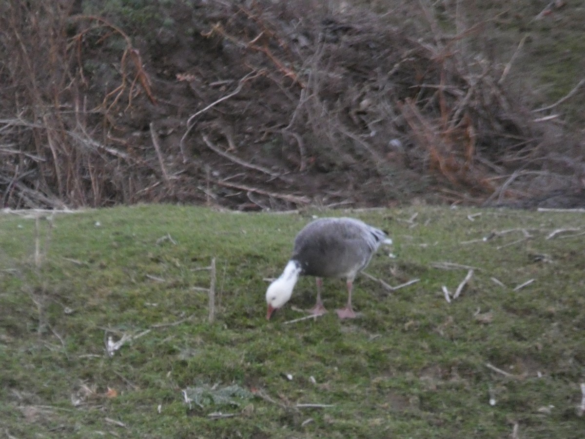 Snow Goose - Eilidh Gallien