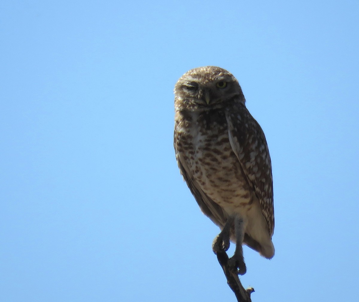Burrowing Owl - ML610975804