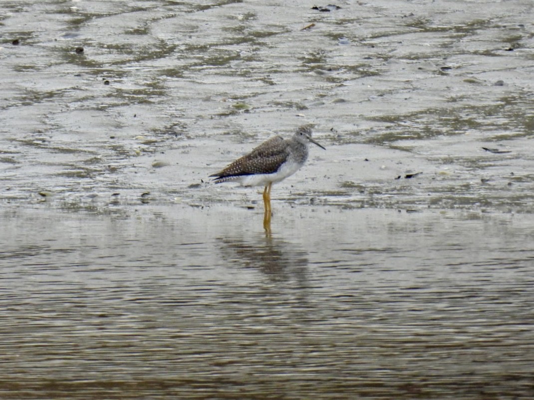 Greater Yellowlegs - Donna Reis