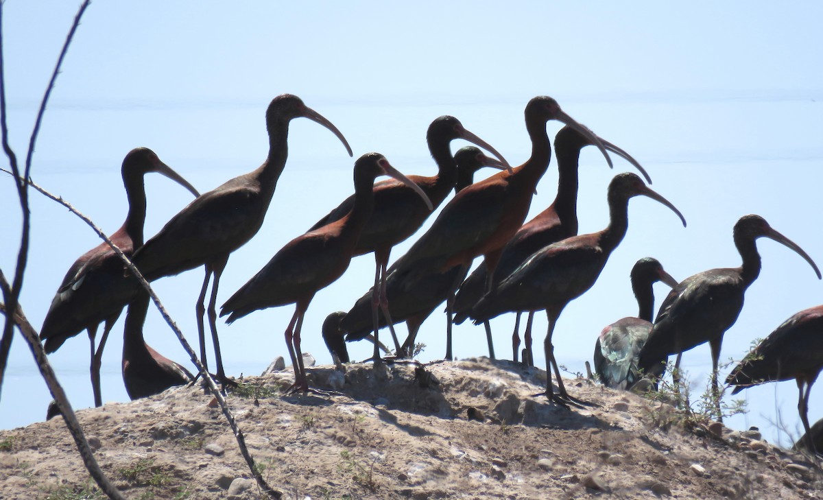 ibis americký - ML610975828