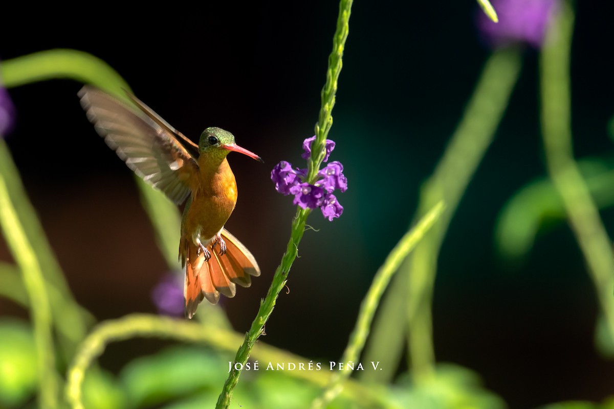 kolibřík ryšavý - ML610975887