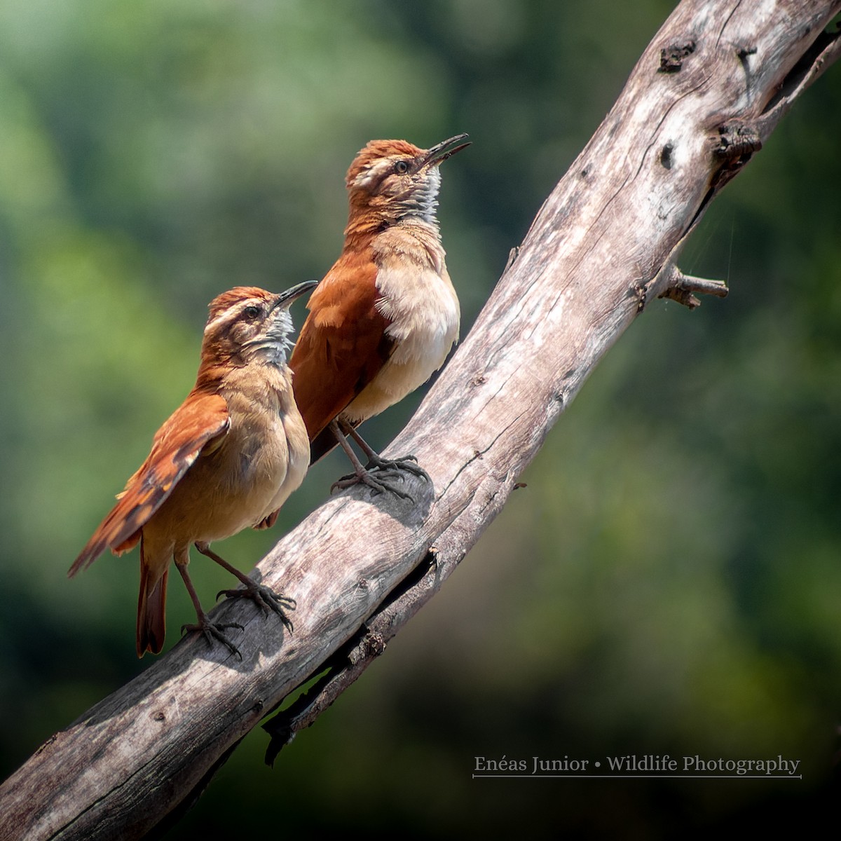 Wing-banded Hornero - ML610975924