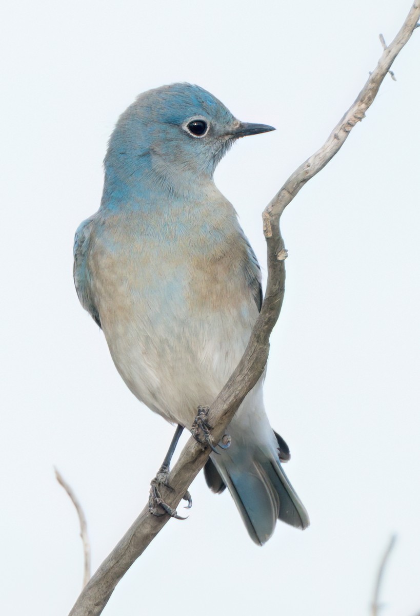 Mountain Bluebird - ML610976003