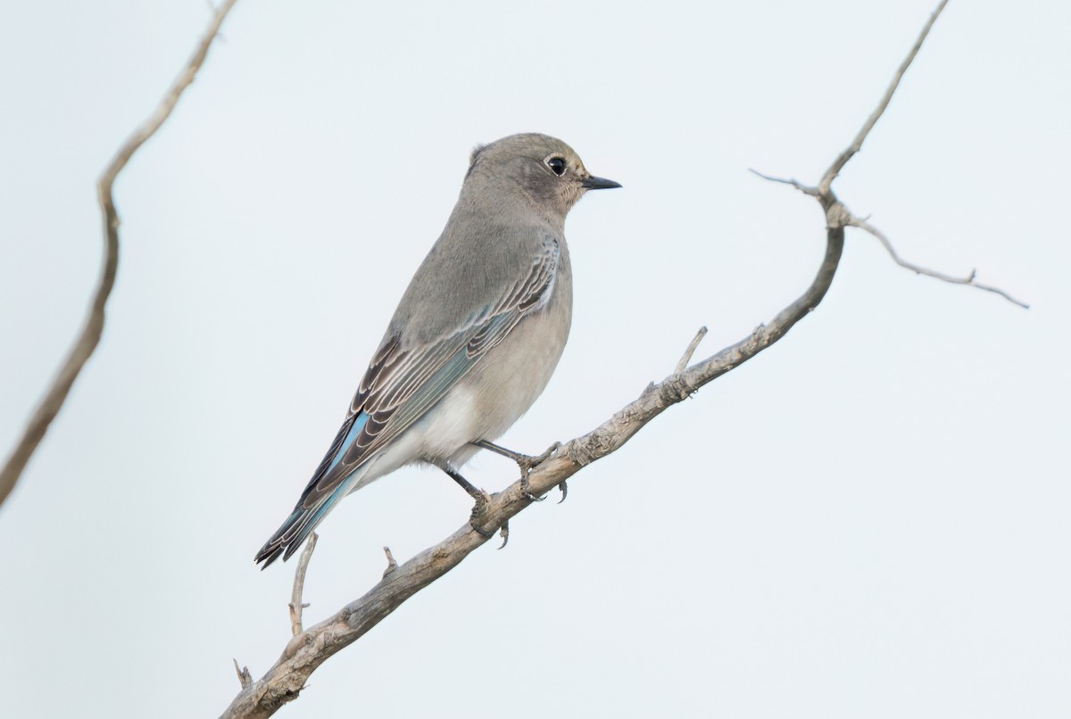 Mountain Bluebird - Steve Colwell