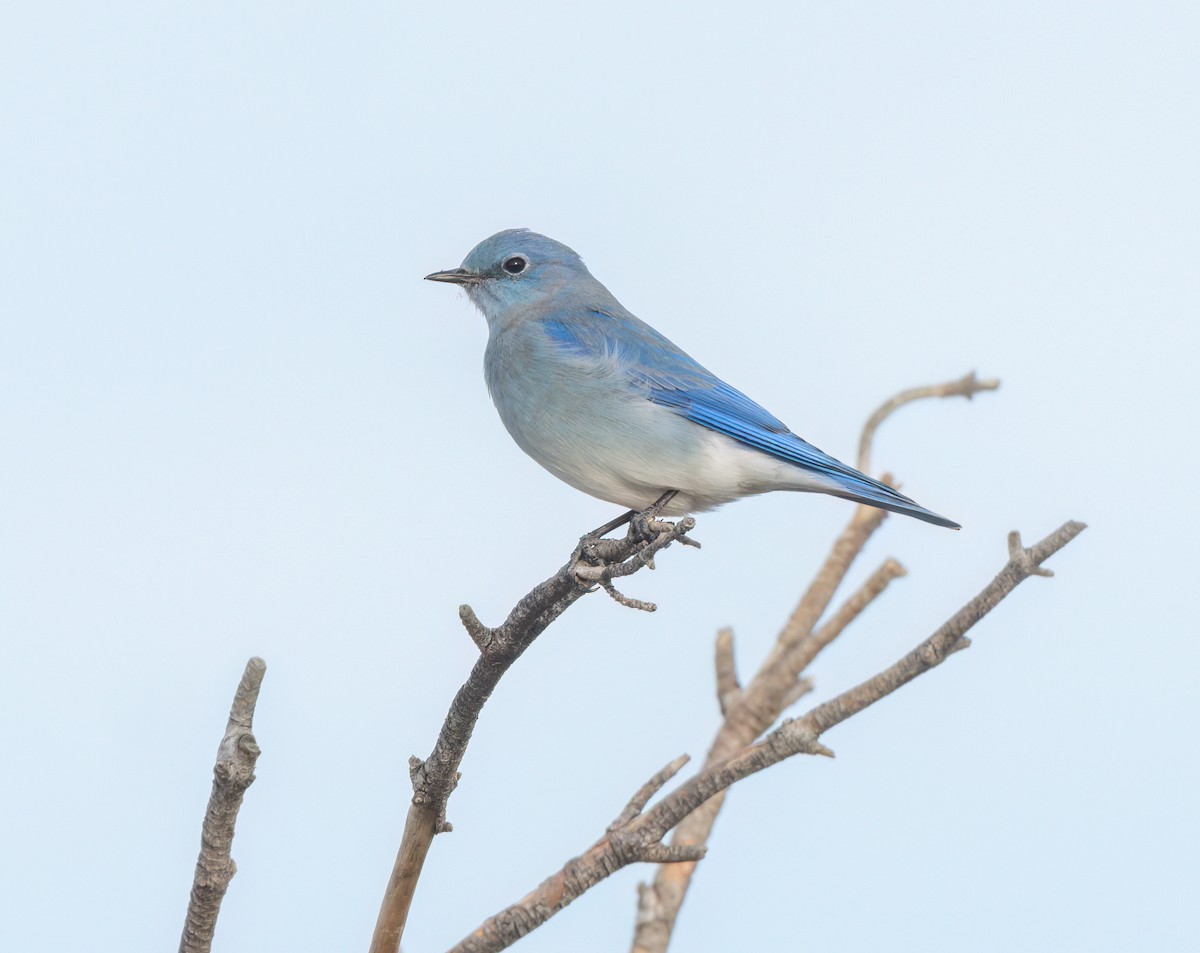 Mountain Bluebird - ML610976005