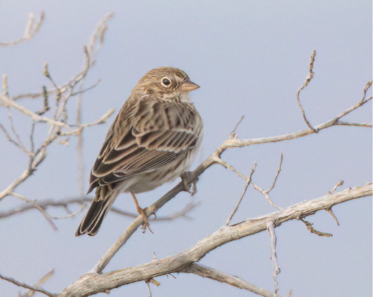 Vesper Sparrow - ML610976029