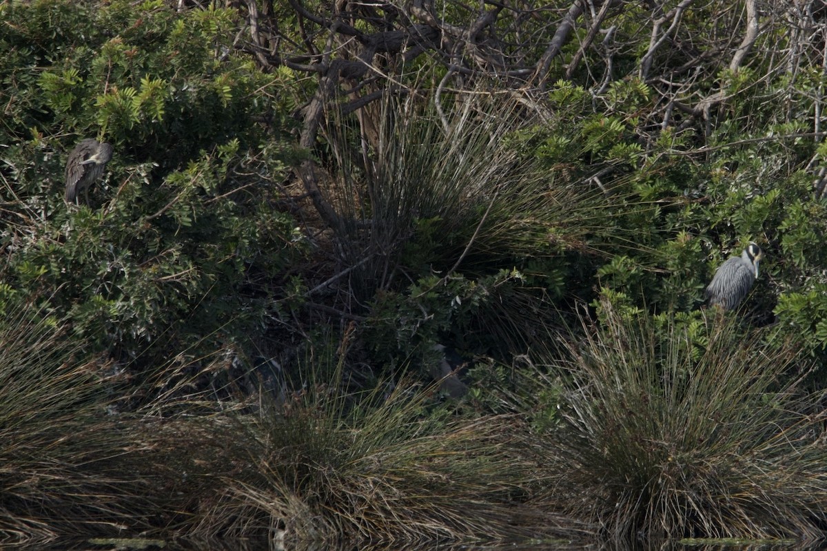 Yellow-crowned Night Heron - Ike Ikemori