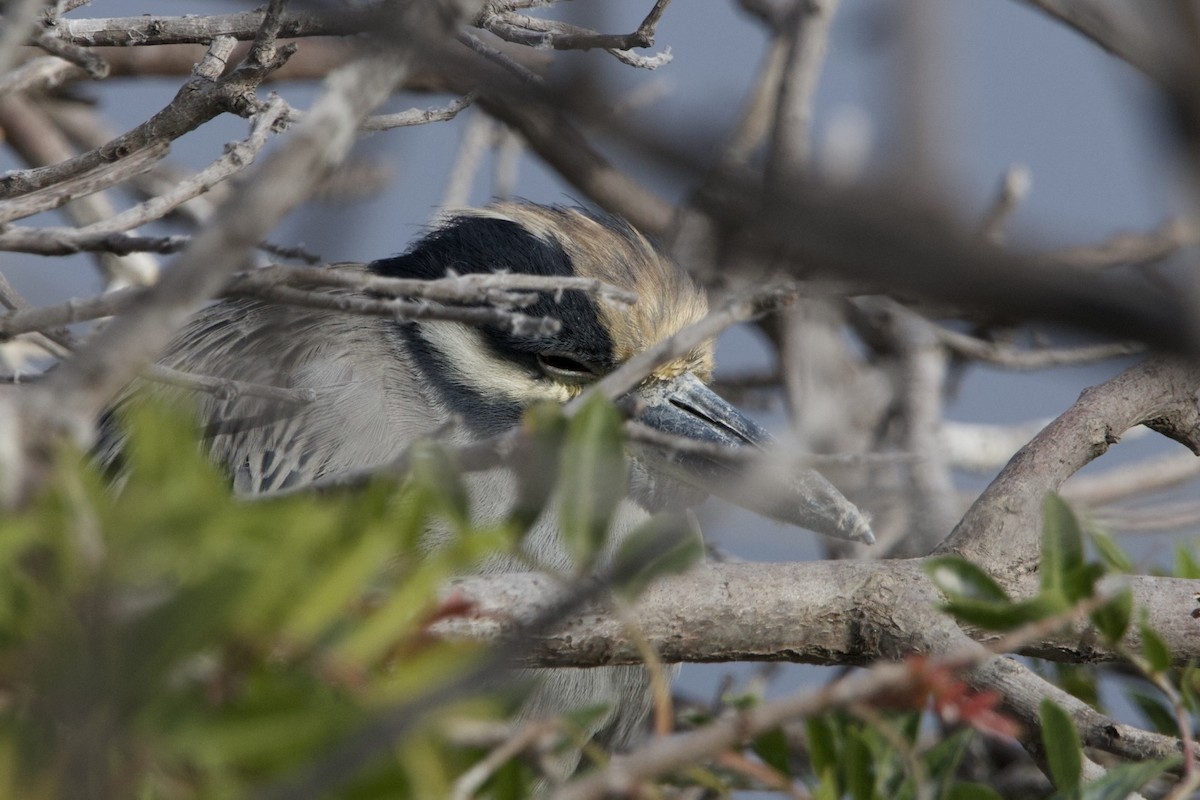 Yellow-crowned Night Heron - Ike Ikemori