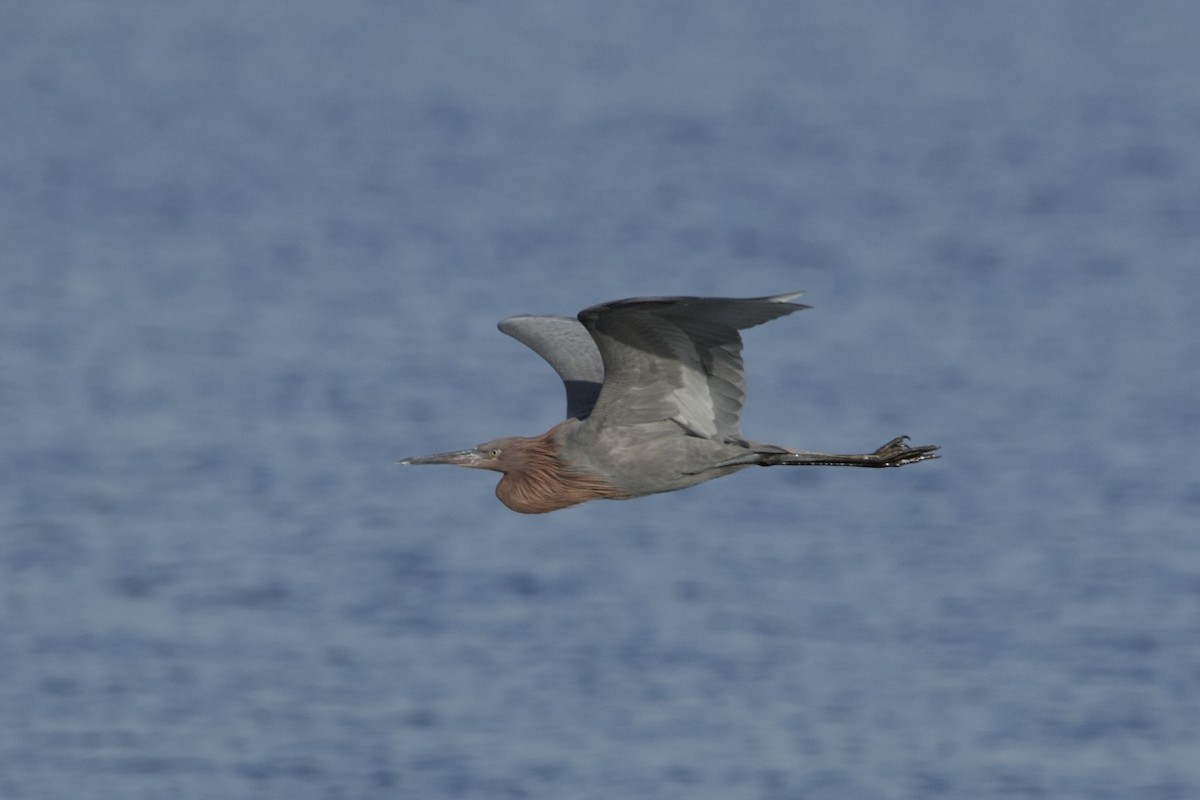 Reddish Egret - Ike Ikemori