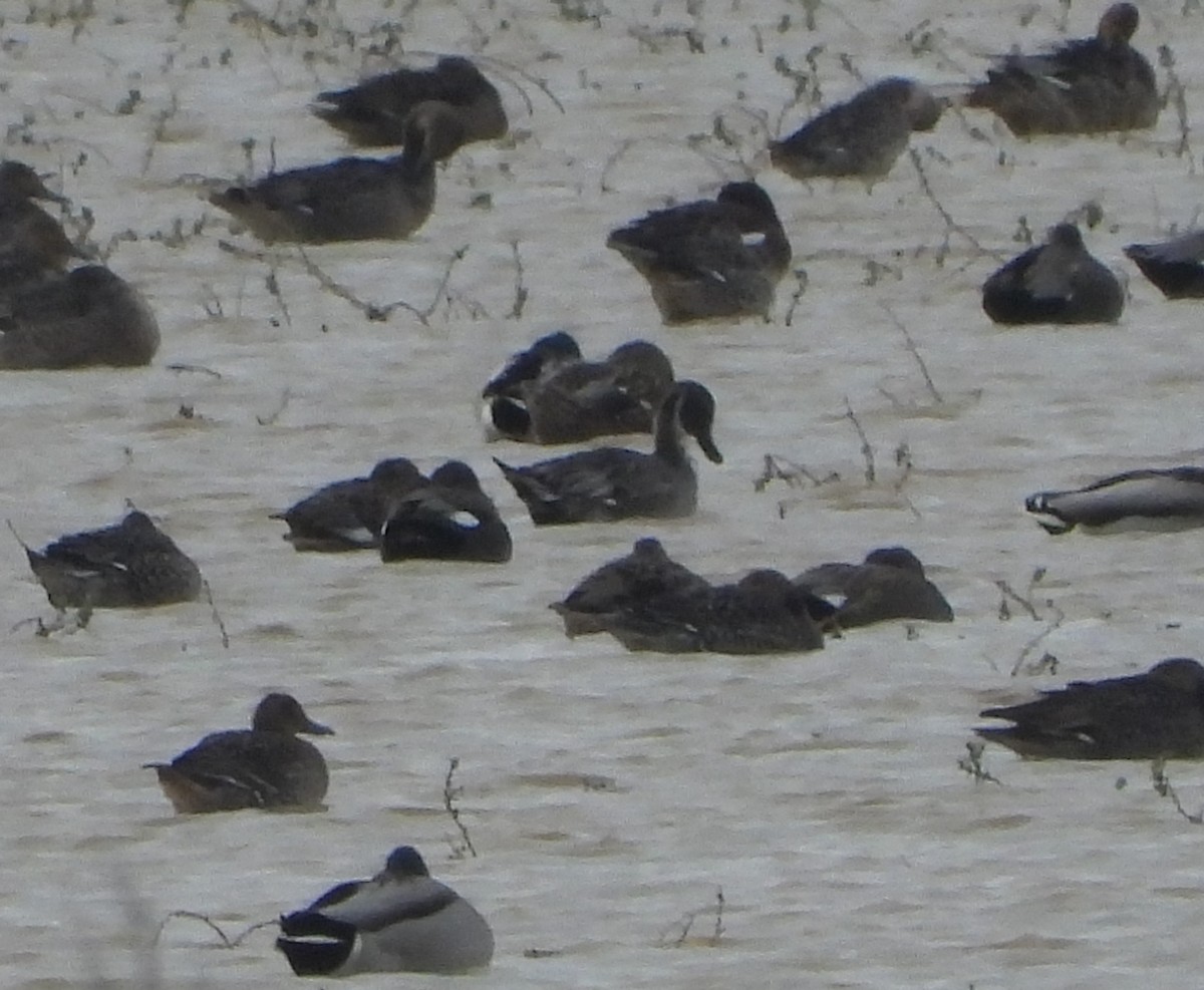 Northern Pintail - ML610976311