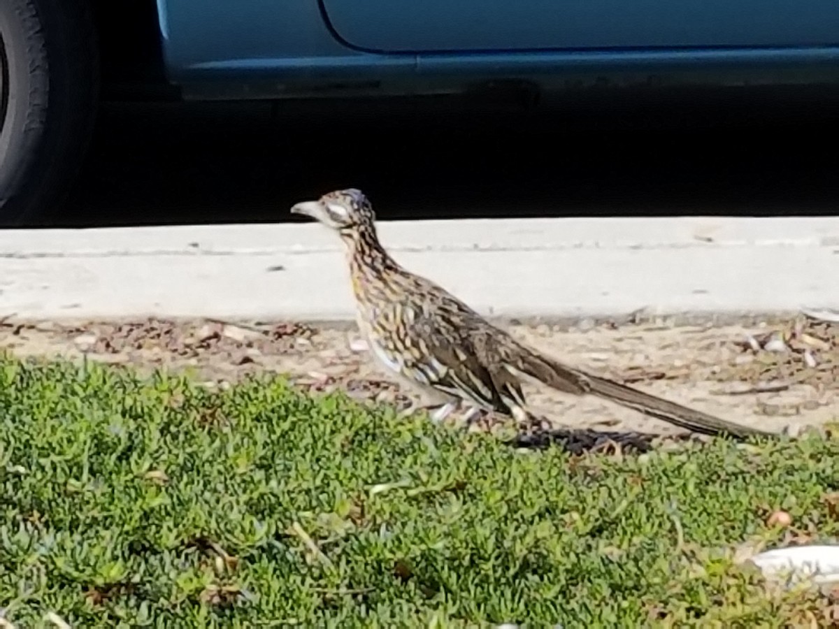 Greater Roadrunner - ML610976348