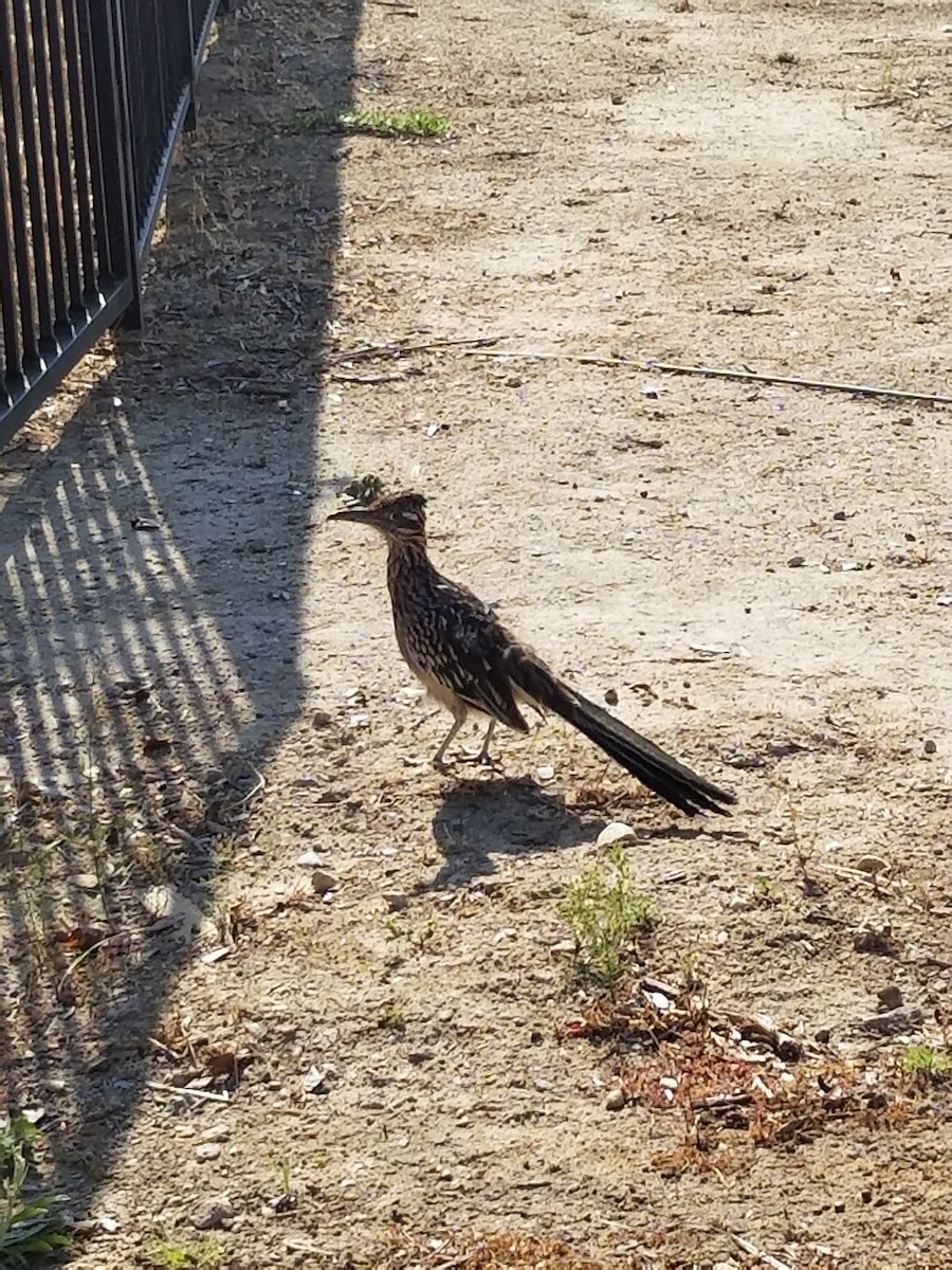 Greater Roadrunner - ML610976362