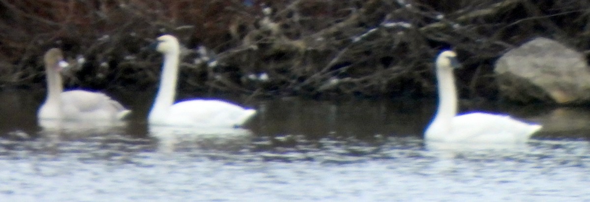 Cygne siffleur - ML610976404