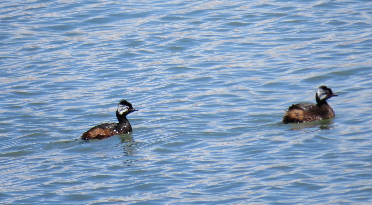 White-tufted Grebe - ML610976475