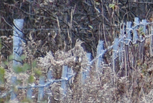 Western/Eastern Meadowlark - ML610976484