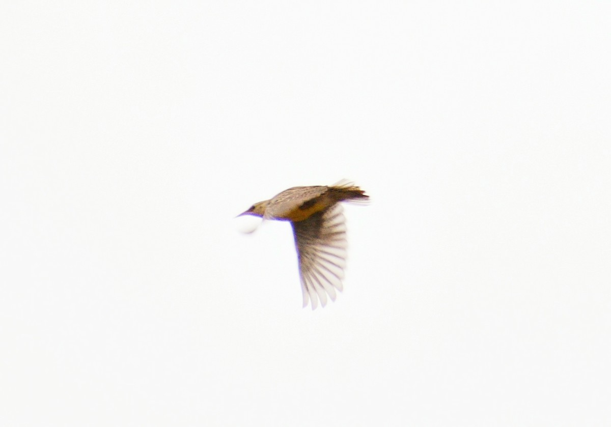 Western/Eastern Meadowlark - ML610976485