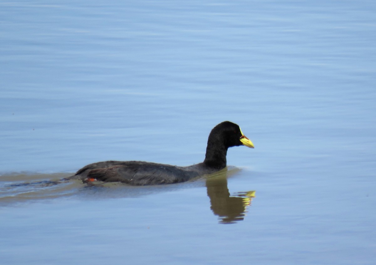 Red-gartered Coot - ML610976490