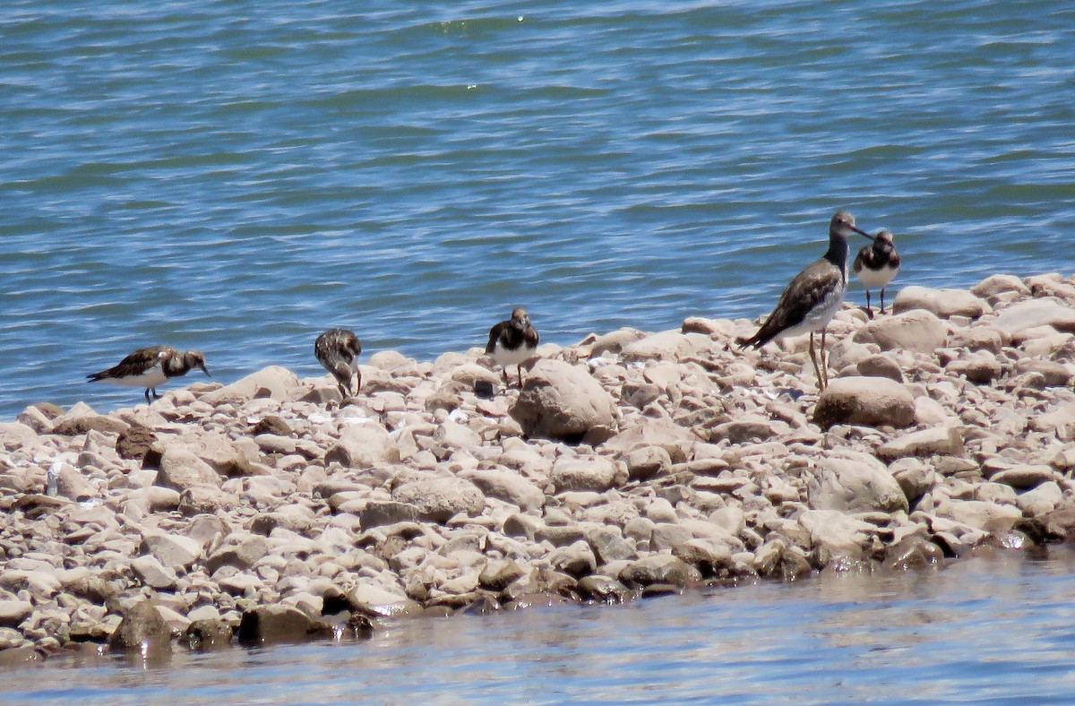 Ruddy Turnstone - ML610976506