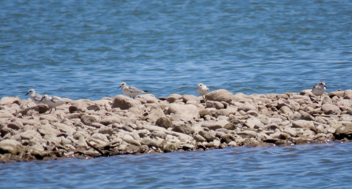 Sanderling - ML610976510