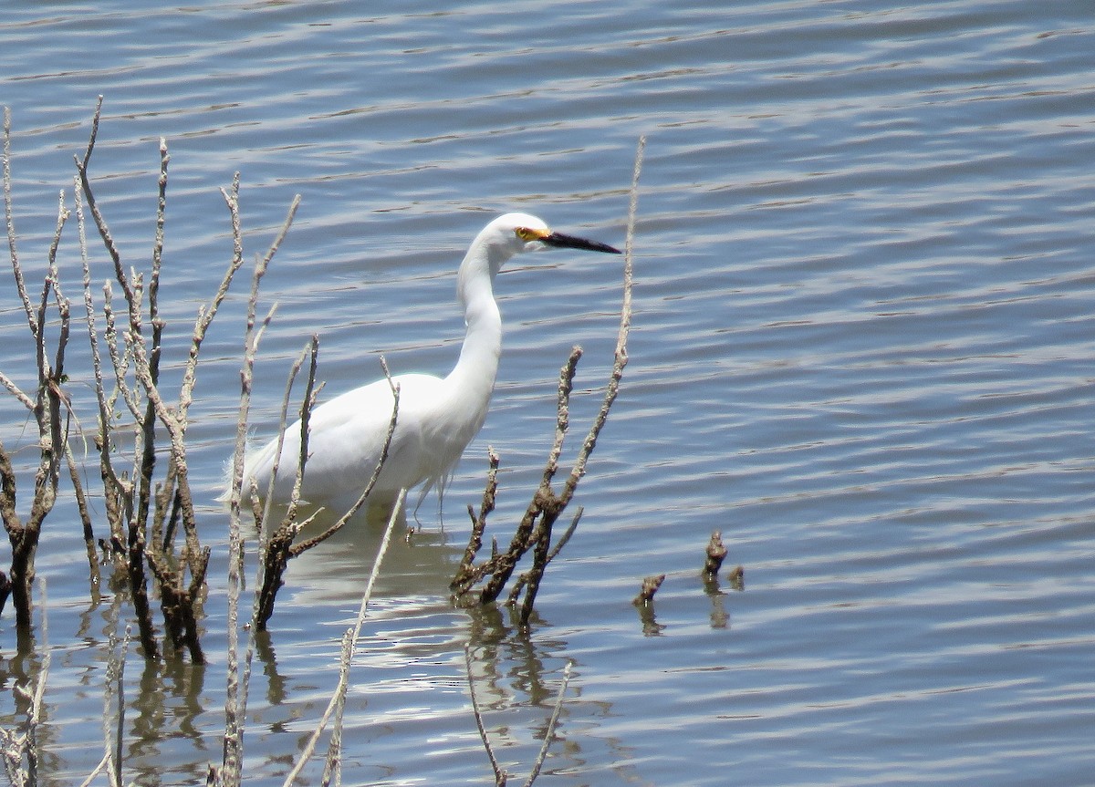 Snowy Egret - ML610976520