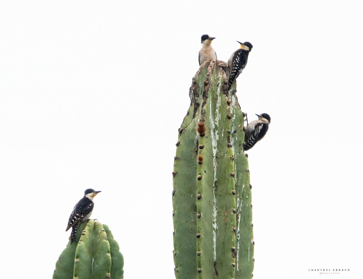 White-fronted Woodpecker - ML610976526