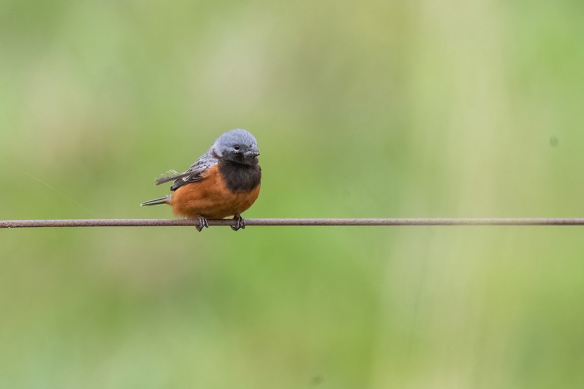 Dark-throated Seedeater - ML610976538