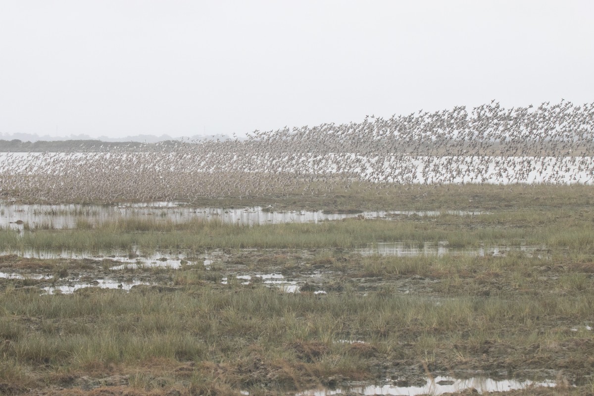 Dunlin - ML610976549