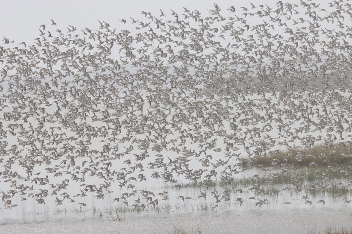 Dunlin - ML610976553