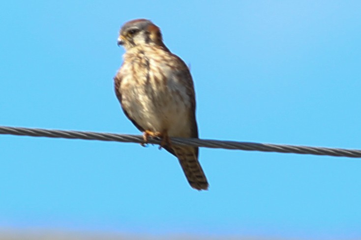 American Kestrel - ML610976563