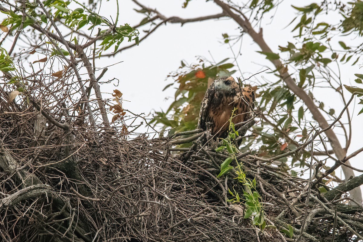 Black-chested Buzzard-Eagle - ML610976564