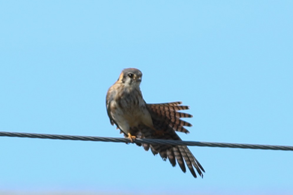 American Kestrel - Robert Hawkins