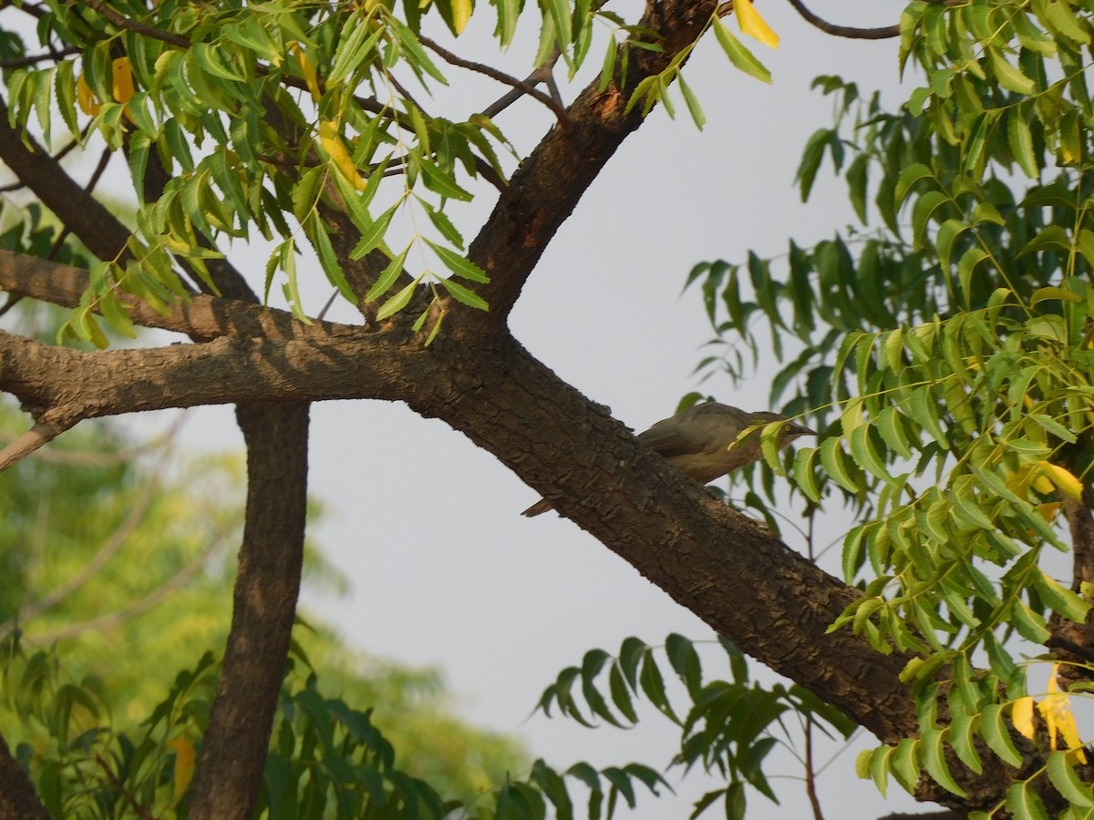 Large Gray Babbler - ML610976584