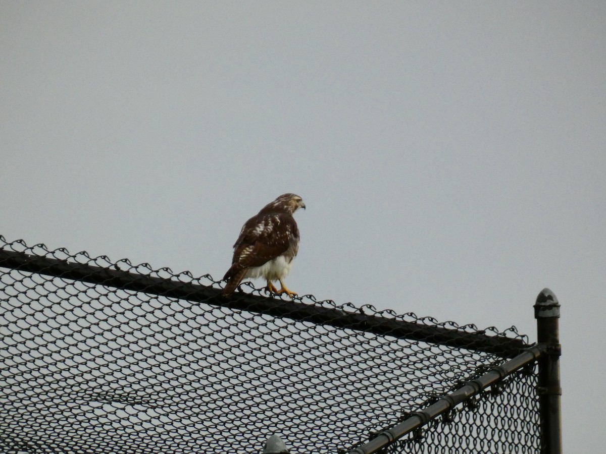Red-tailed Hawk - ML610976652