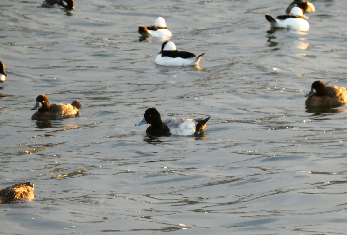 Lesser Scaup - ML610976659