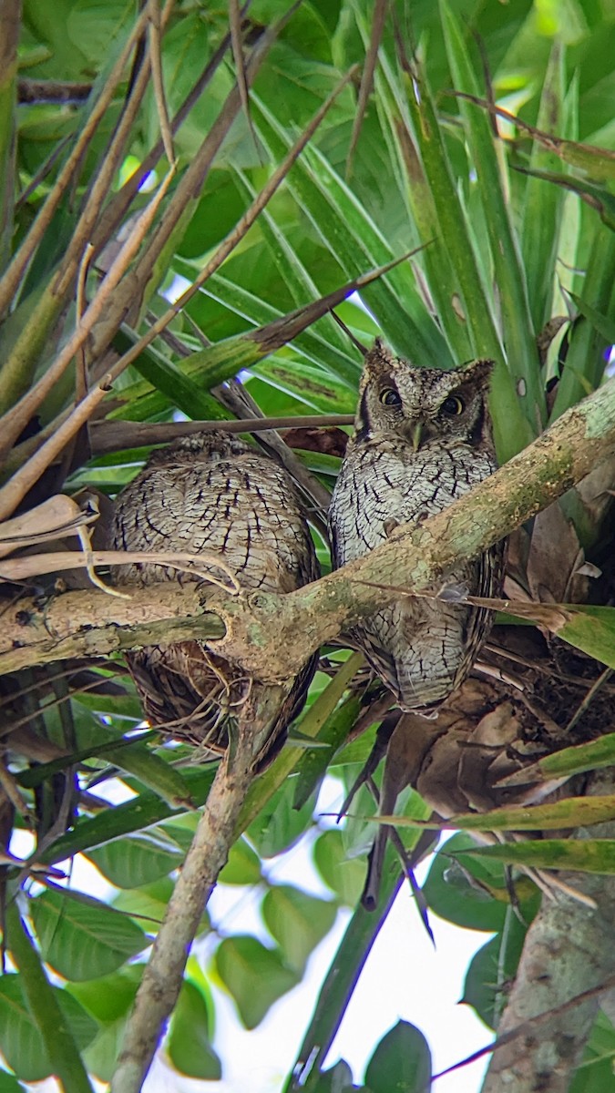 Tropical Screech-Owl - ML610976678