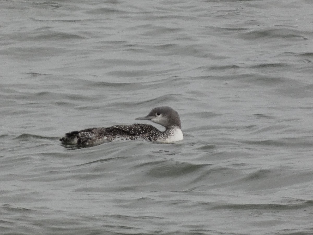 Red-throated Loon - ML610976719