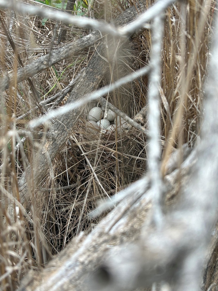 Virginia Rail - ML610976726