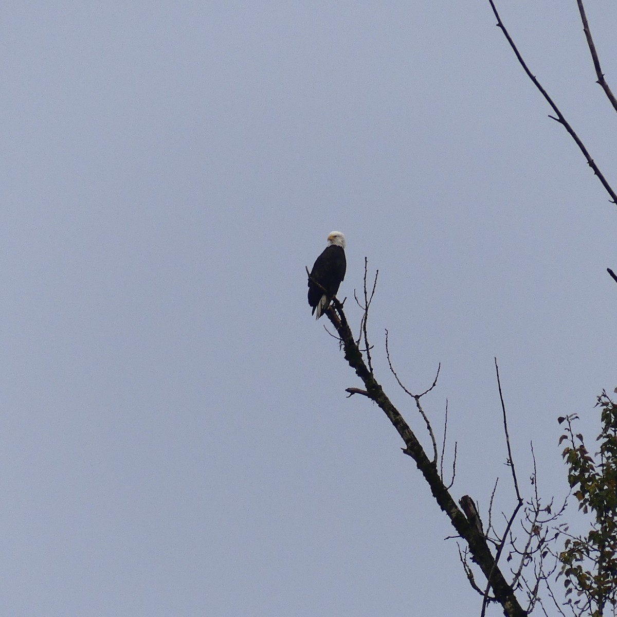 Bald Eagle - Aissa C.