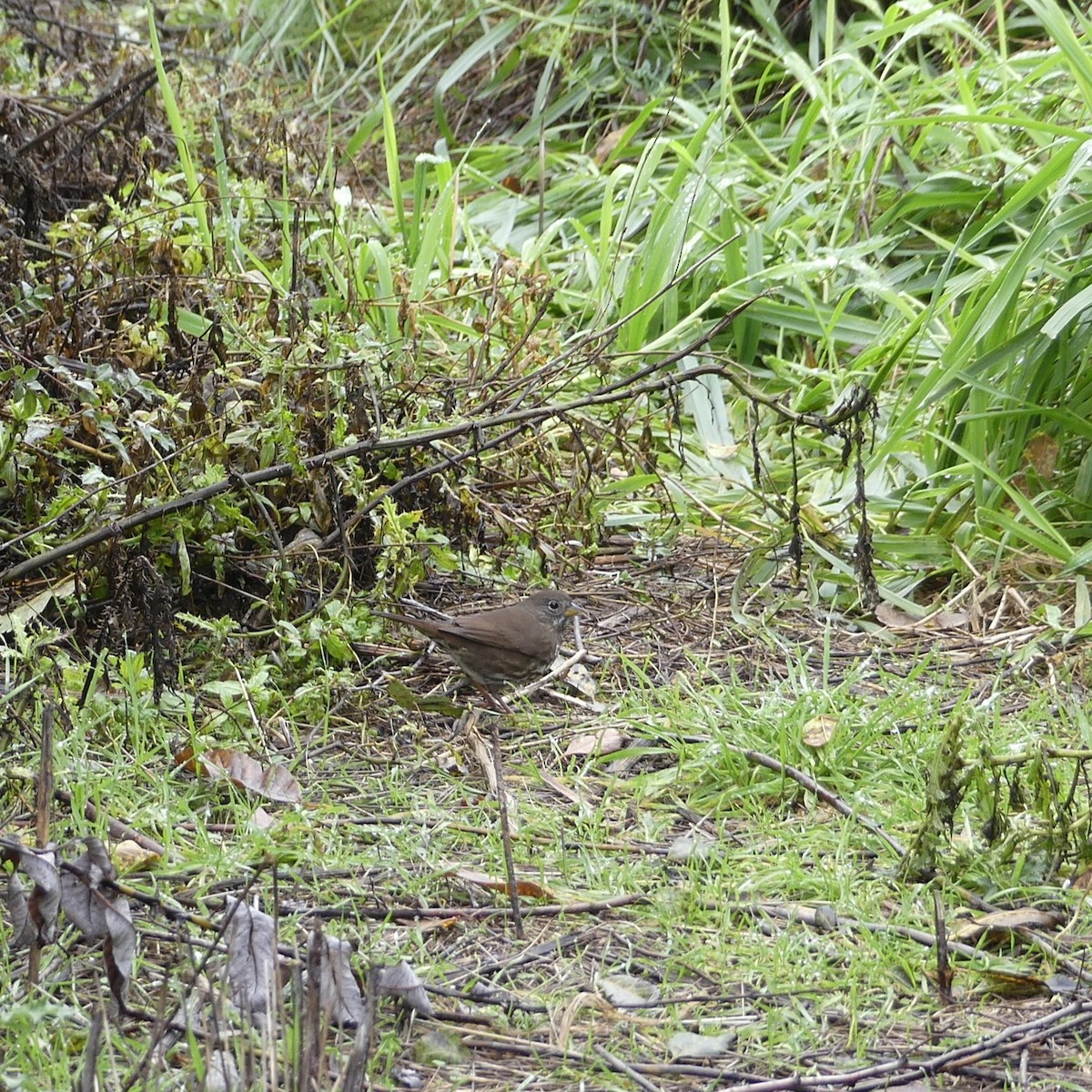 Fox Sparrow - ML610976802