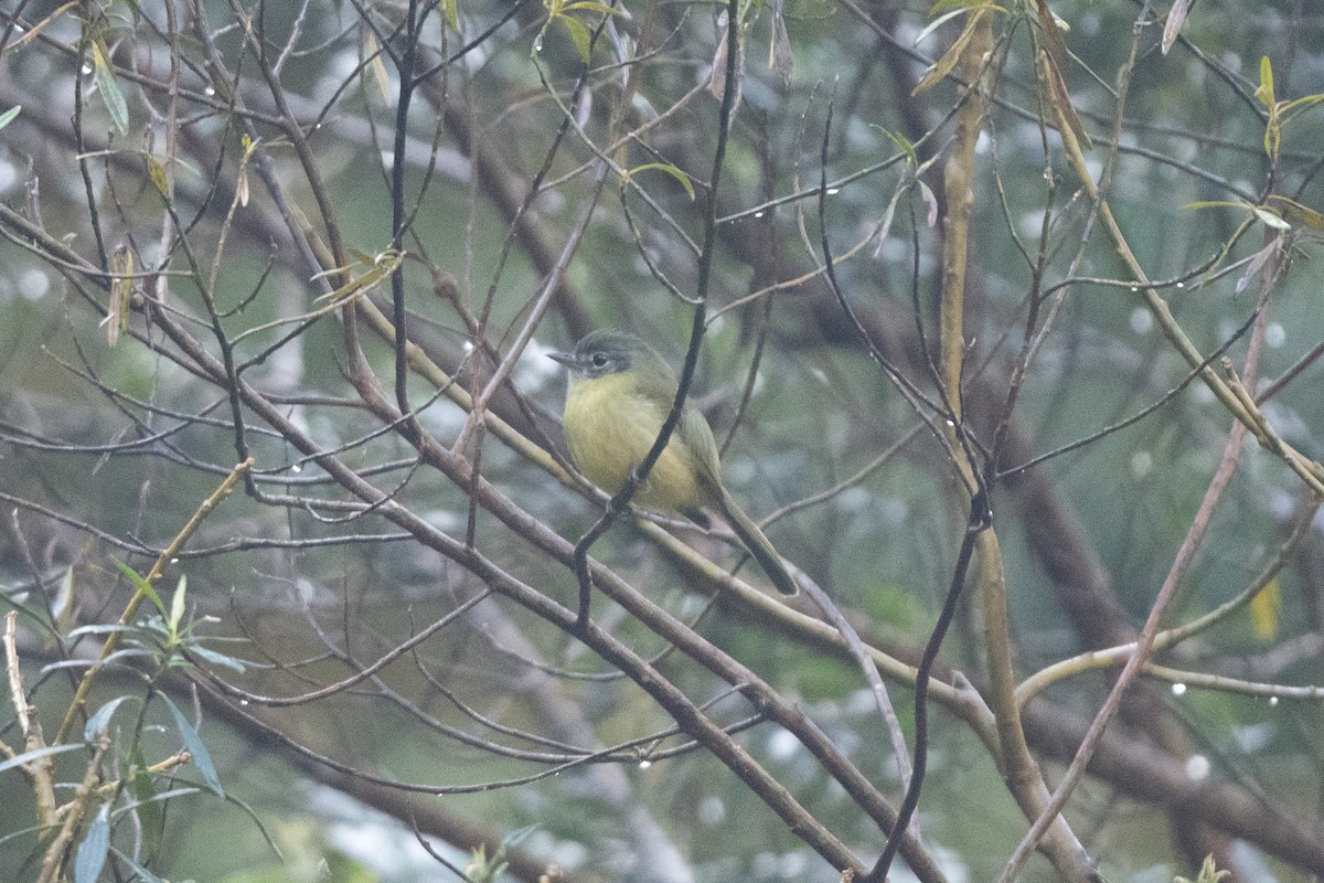 Yellow-olive Flatbill (Sooretama) - John C. Mittermeier