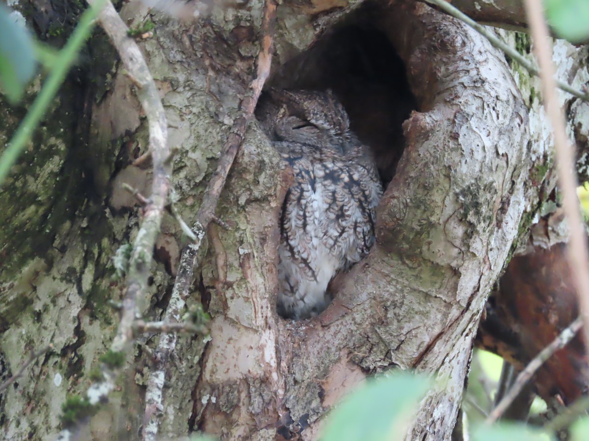 Western Screech-Owl - Jenny Jones