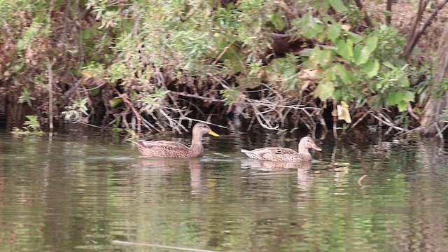 Mexican Duck - ML610976915