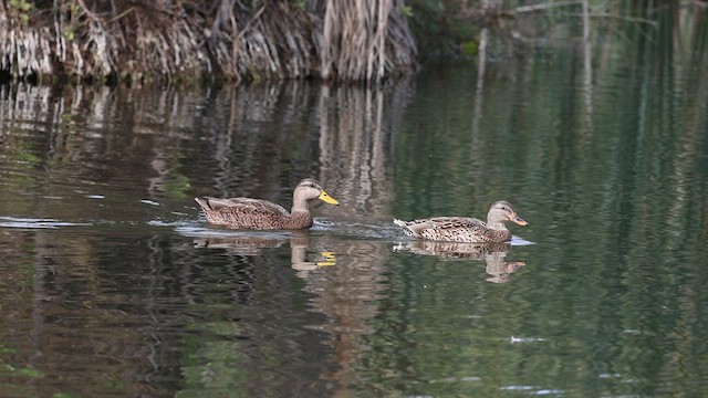 Canard du Mexique - ML610976916