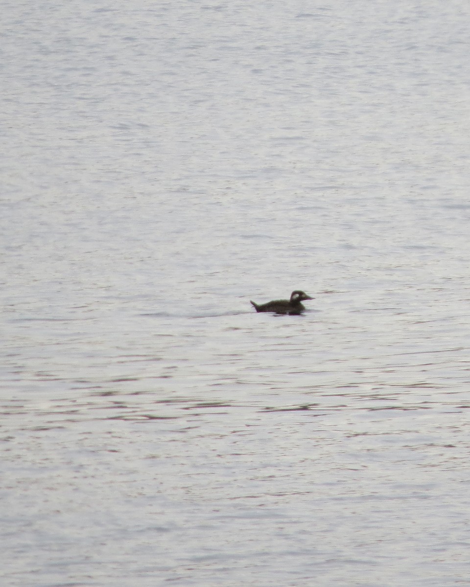 White-winged Scoter - ML610976964