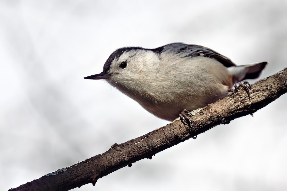 White-breasted Nuthatch - ML610977018