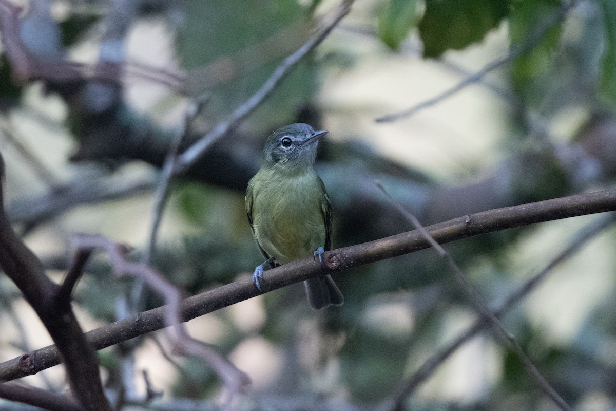 Yellow-olive Flatbill (Sooretama) - ML610977029