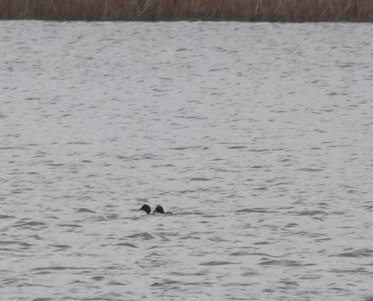 Common Goldeneye - ML610977085